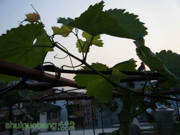 DSCF2323_С.JPG