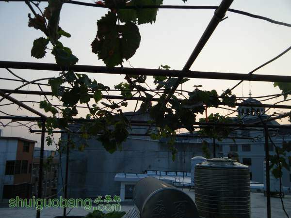 DSCF2318_С.JPG
