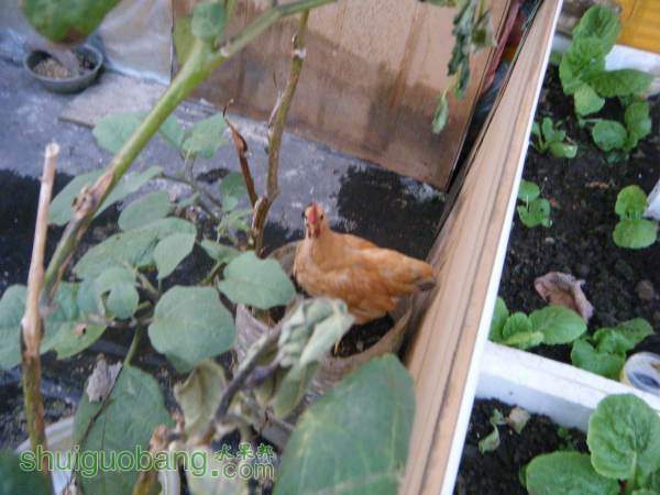 DSCF2291_С.JPG