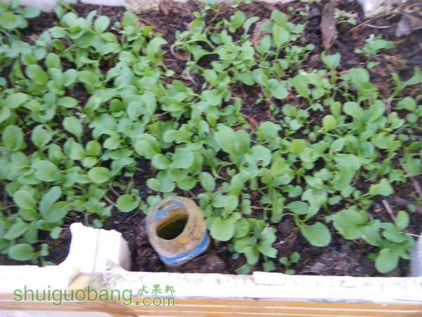 DSCF2281_С.JPG