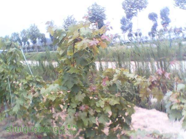 ����201408155 (10).jpg