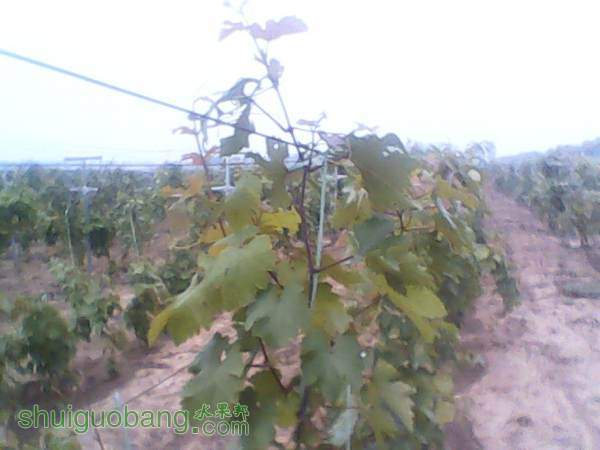 ����201408155 (1).jpg