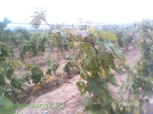 ����201408155 (2).jpg