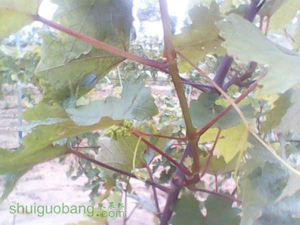 ����201408155 (4).jpg