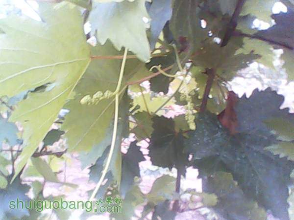 ����201408155 (8).jpg