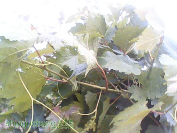 ����201408155 (7).jpg