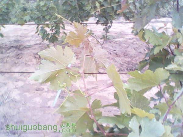 ����201408155 (9).jpg