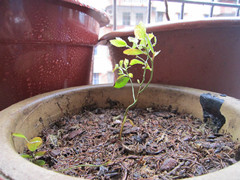 IMG_1411_.jpg