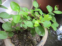 IMG_1994_.jpg