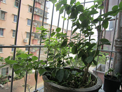 IMG_2090_.jpg