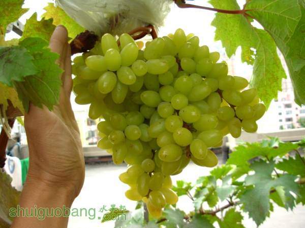 DSCN0166.JPG
