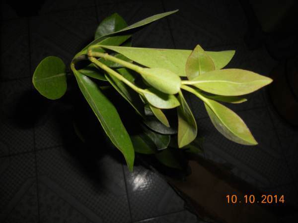 DSCN0075.JPG