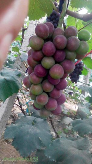 IMG_20140616_075535.jpg