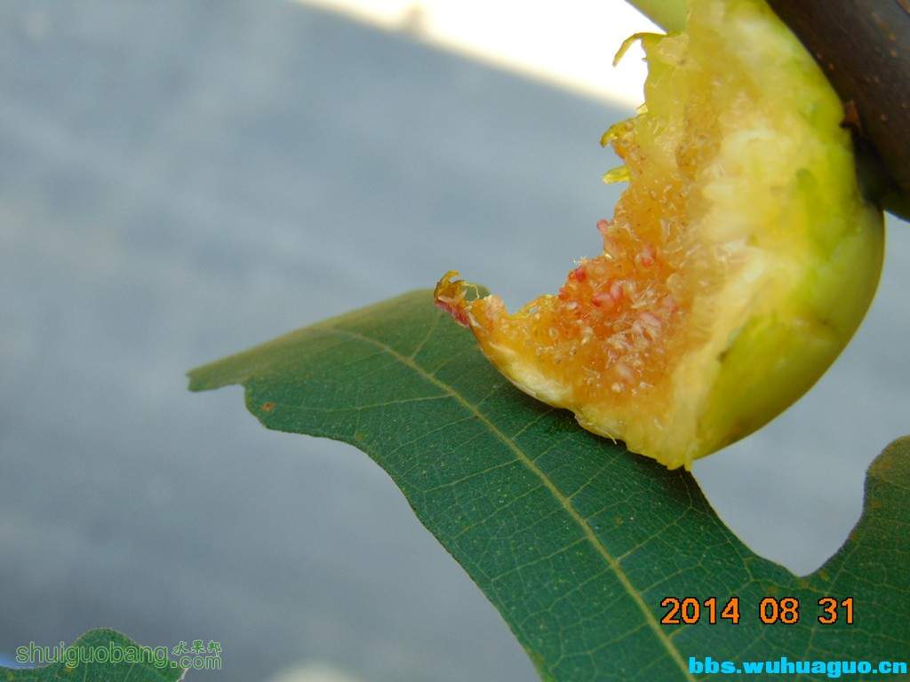 144324pau5an5la21pl4np.jpg