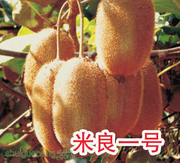 2010112916716671.gif