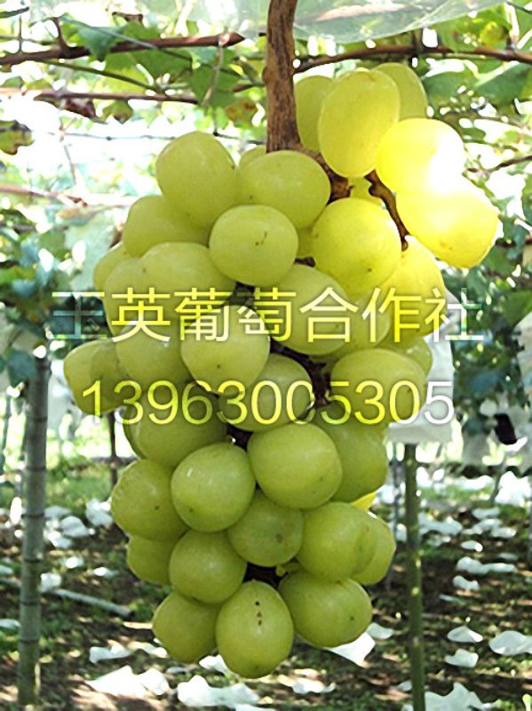 202008brjrj49j02lp6l8p.jpg