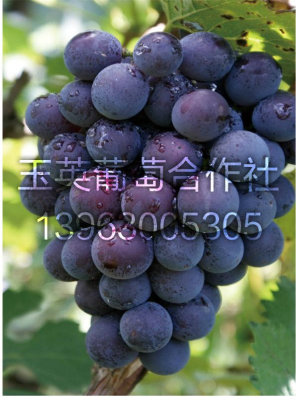 202121j2w289g2yji9sz21.jpg