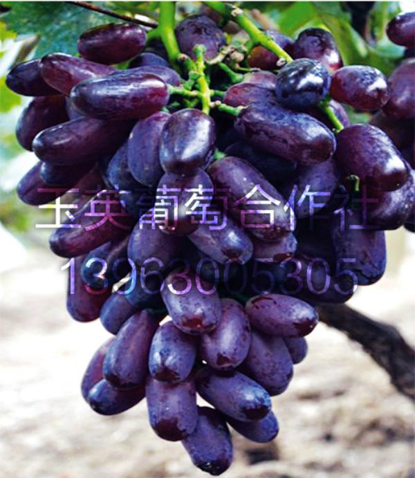 202200vlis599ywsbfa65b.jpg