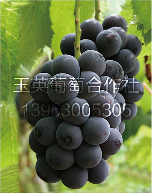 &nbsp;&nbsp;޷壻ŷ֣죬Լǿ55-60ʵ죬Ⱦ3-5죬 ...