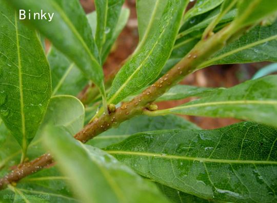 Binky flower bud 01NOV2014.jpg