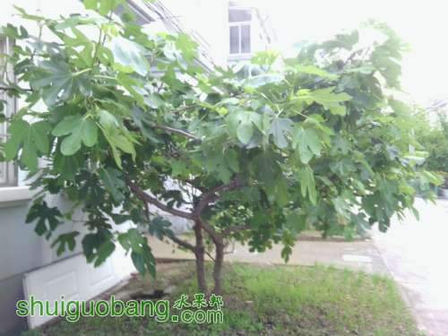 115626cf9znogfycrak2db.jpg