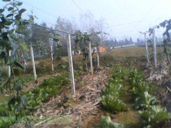 074632p1riqn1s0a9g1szi.jpg