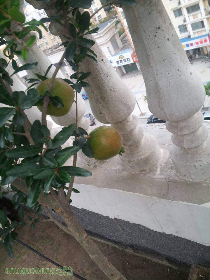 Ƥ1.jpg