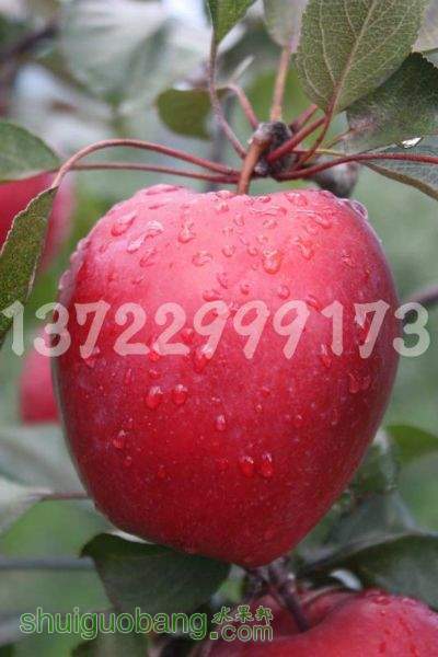 113114b4r94al9cj9z4fp2.jpg