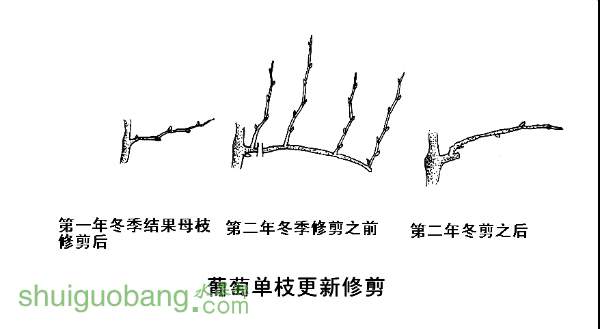 155657vcddc85118ococpo.jpg