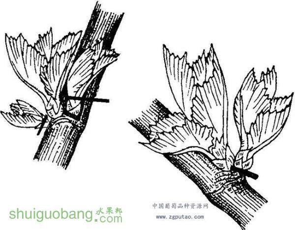 082324f3xzf8dslxif393g.jpg