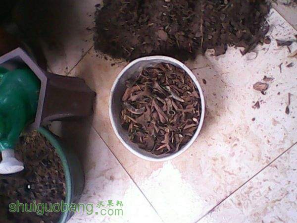 ������Ҷ��