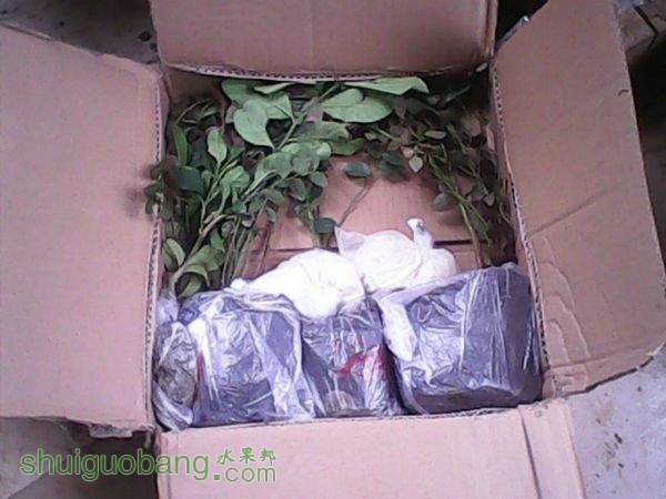 ��ݮ������