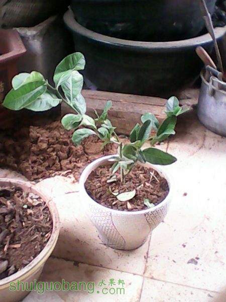 ����С��