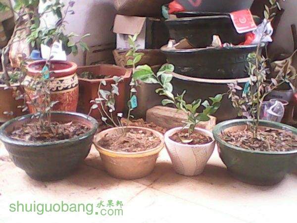 �������꣬�����꣬����С�磬��˱�������