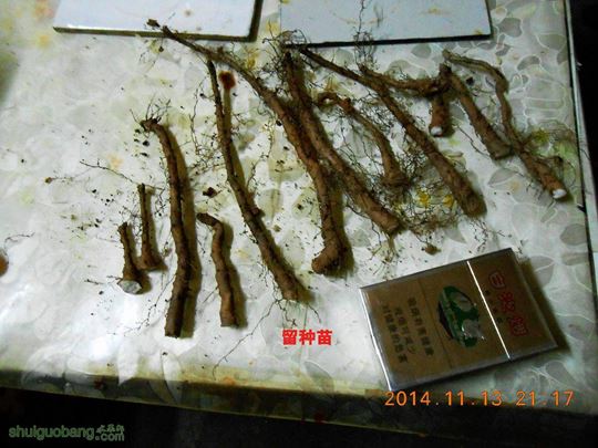 DSCN0519.jpg