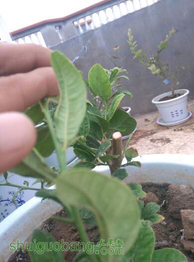 190659wo7da9tiadfe1d9g.jpg