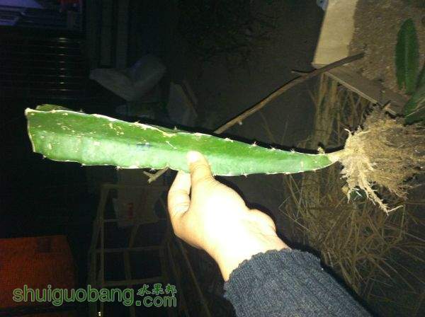 111554feuu77tcedsc7kuk.jpg