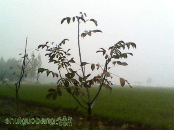 182346bw01coccuwp1q7p7.jpg