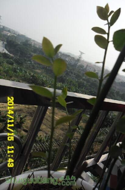 V5-ԭ��֦��05.jpg