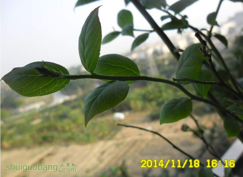 ����-ԭ��֦��03.jpg