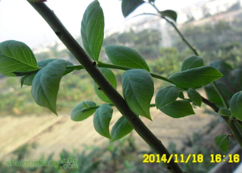 ����-ԭ��֦��04.jpg