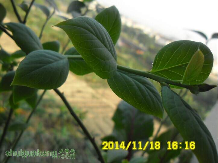 ����-ԭ��֦��05.jpg