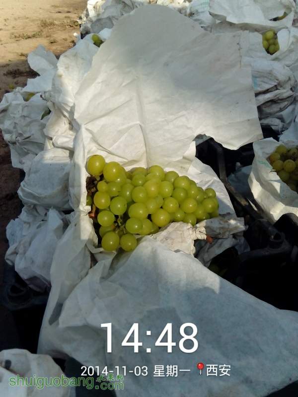 211032bqls0244kg0mbssk.jpg