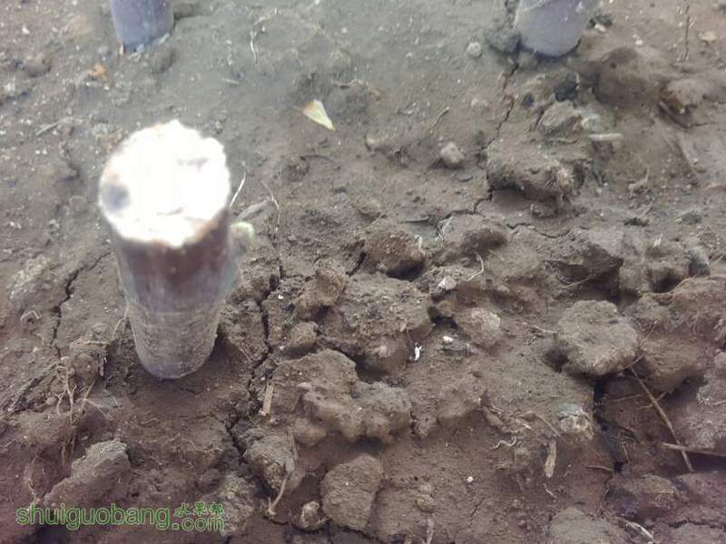 142919sowwaj2po5oteaja.jpg