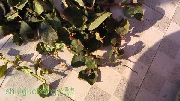 IMG_20150102_142322.jpg