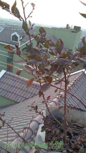 IMG_20150102_161227.jpg