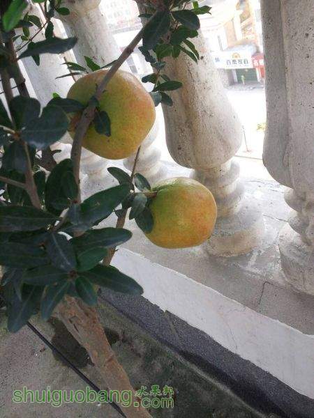 Ƥ2.jpg