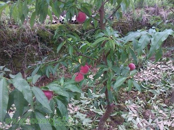 PIC_20140530_071236_C6B.jpg