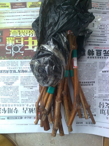 Ƭ0188.jpg