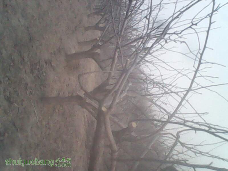 100217wsjjpsyppxnp87pj.jpg